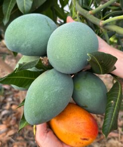 Alternative view of YERLİ MANGO(300 G VE ÜZERİ)-ADET