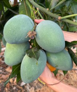 YERLİ MANGO(300 G VE ÜZERİ)-ADET