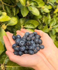 YERLİ YABAN MERSİNİ(Blueberry)-2 Kg